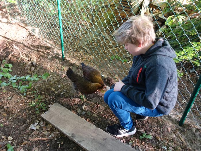 Junge füttert Hühner aus der Hand