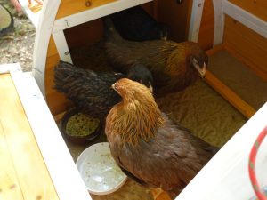3 Hühner am Futter