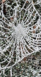 Spinnennetz mit Eiskristallen