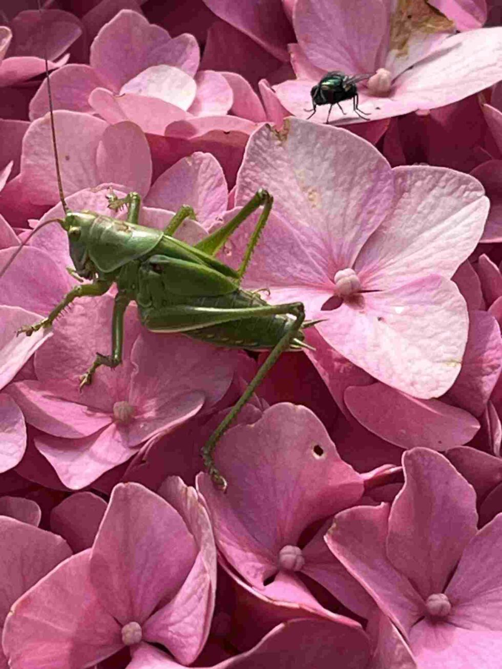 grünes Heupferd auf rosa Hortensienblüte im LeNa-Garten