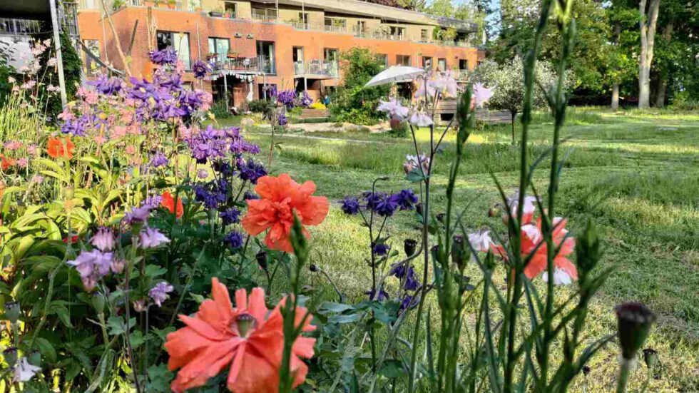 Unser Garten in sommerlicher Blütenpracht