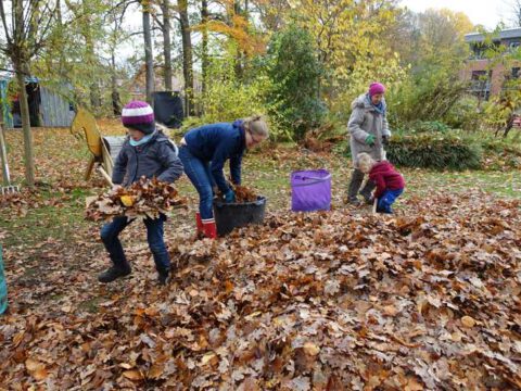 Herbstarbeiten im Garten: Laub harken