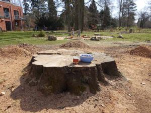 Baumstumpf der abgesägten Buche mit Blick auf Sandkasten