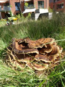 Pilze wachsen im Gras