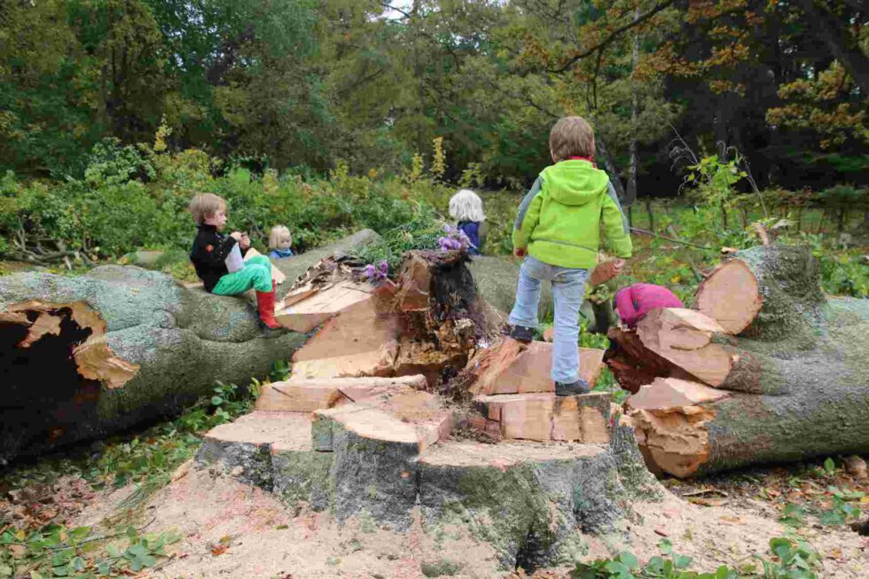 Kinder spielen auf den Baumstümpfen der gefällten Buche