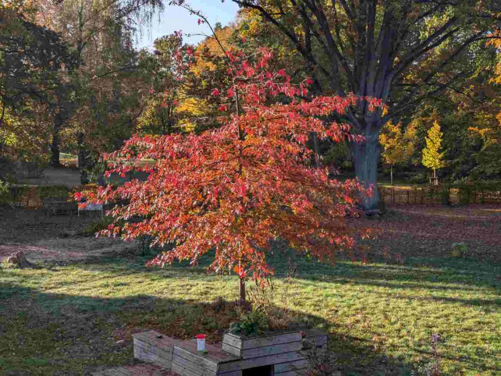 Sumpfeiche wächst nun an der Stelle der gefällten Buche, davor das Podest