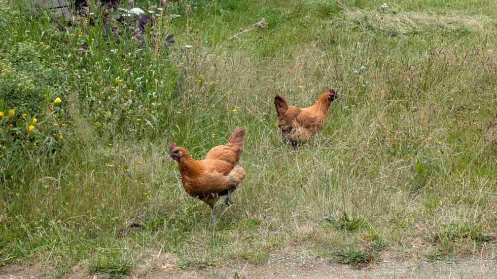 2 Hühner auf Futtersuche im hohen Gras