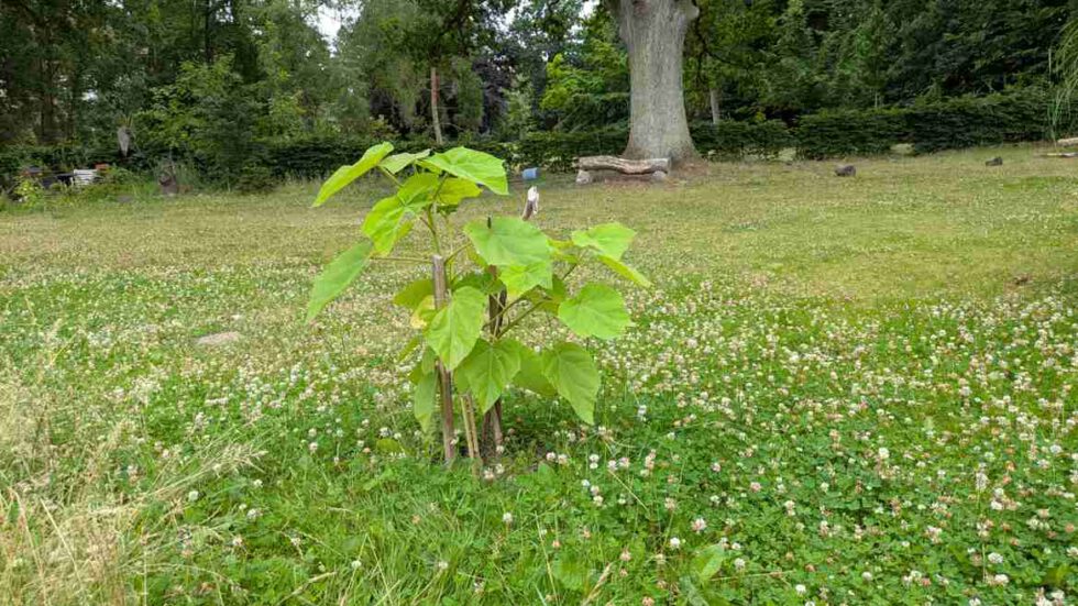 neu gepflanzter Blauglockenbaum