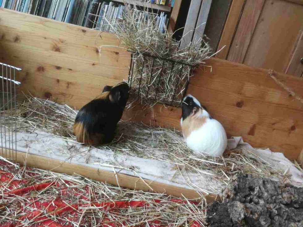 2 Meerschweinchen in ihrem liebevoll gestalteten Gehege bei LeNa