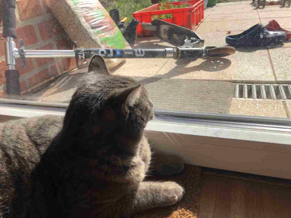 Junger Kater schaut durch das Fenster auf die Terrasse