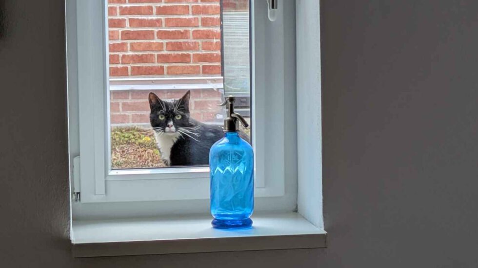 Katze Trixie schaut von außen in LeNa-Wohnung