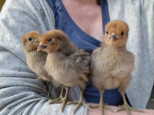3 kleine Hühnerküken auf dem Arm