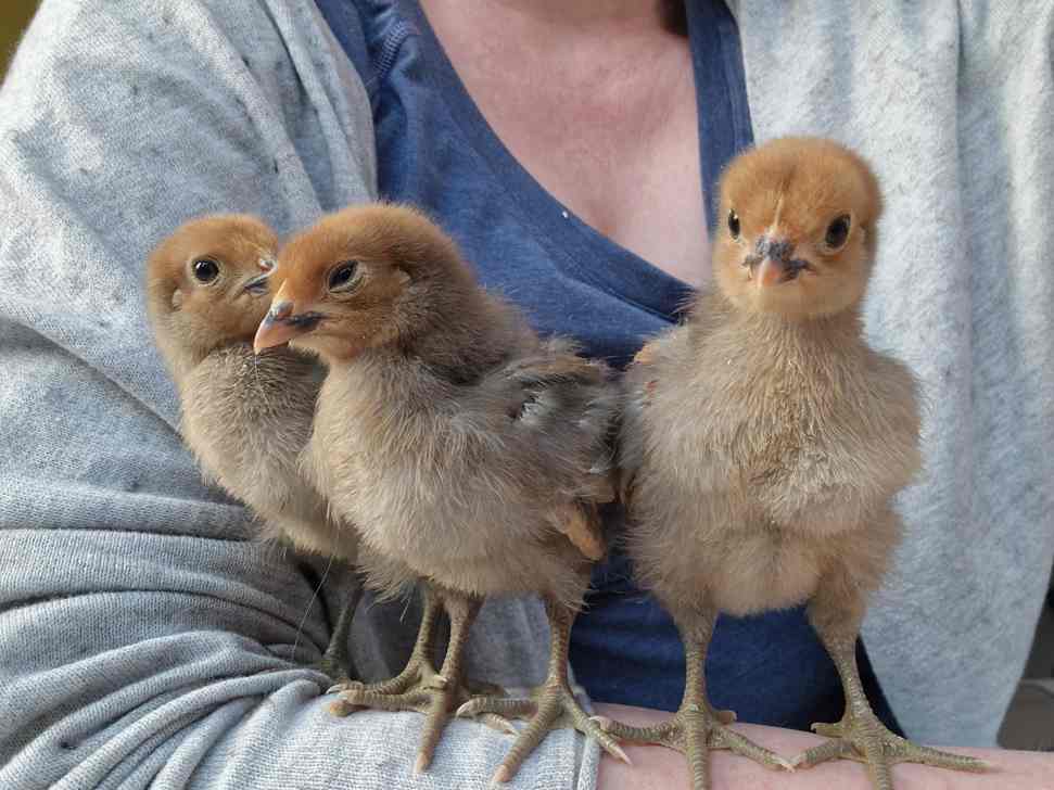 3 kleine Hühnerküken auf dem Arm