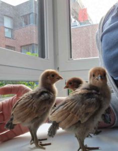 3 Küken, die bei LeNa im Brutkasten erbrütet wurden
