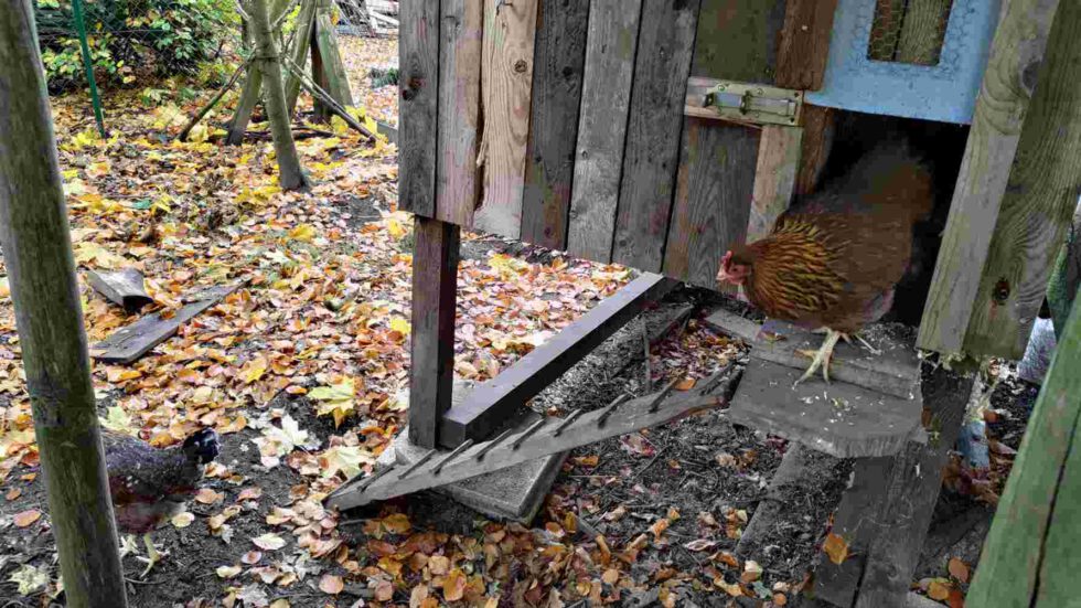 Huhn schreitet aus dem neuen, von Kindern selbst gebauten , Hühnerstall