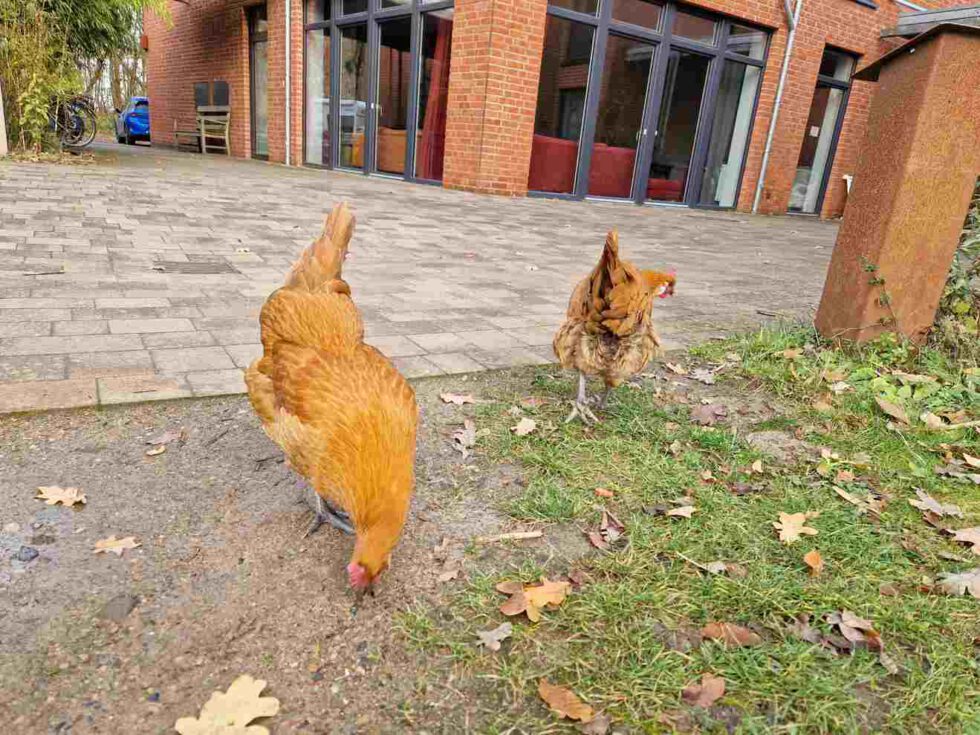 freilaufende Hühner nahe der Gemeinschaftsterrasse