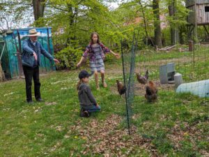 ausgebüxte Hühner werden ins Gehege zurück getrieben