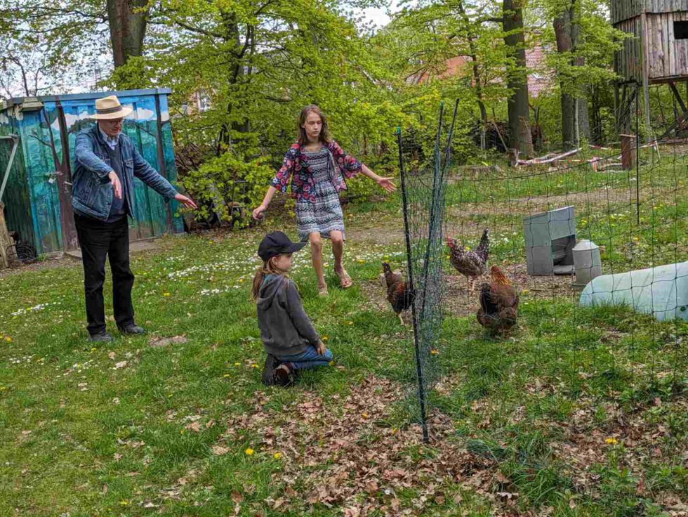 ausgebüxte Hühner werden ins Gehege zurück getrieben