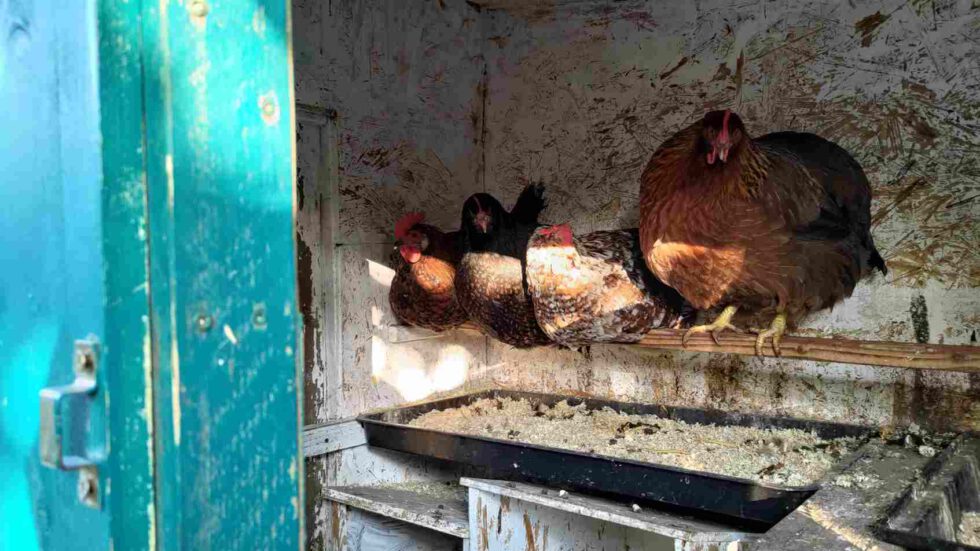 Hühner auf der Stange in ihrem Stall